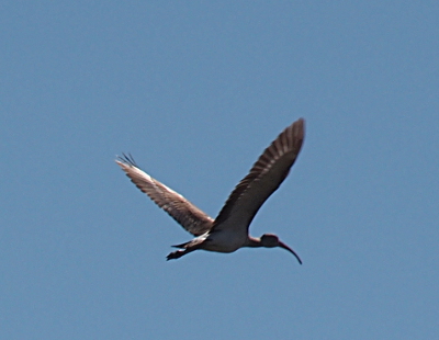 [One juvenile ibis flying from left to righ in the blue sky. The sun coming from the left lights the mostly brown far wing. Most of the rest of the bird forms an outline against the clear sky including its long curved beak. ]